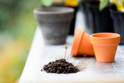 two plant pots with a small seedling in mound of soil on a table 