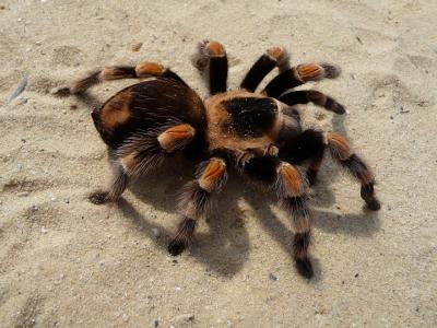 photo of a tarantula