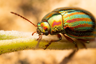 photo of beetle on fern stem
