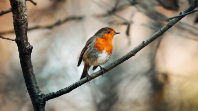 bird on a branch