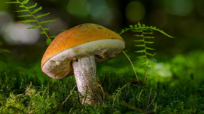 mushroom in a forest
