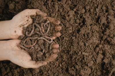 hands holding dirt with worms in it