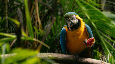parrot on branch in rainforest