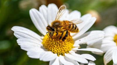 bee on flower
