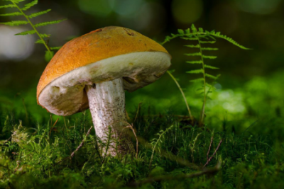 mushroom in a forest