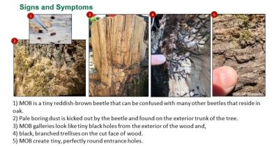 photos showing symptoms of MOB infestation