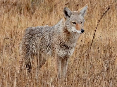 Coyote