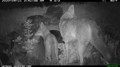 coyote culvert