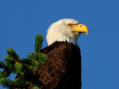 bald eagle