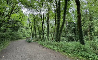 forest walking trail