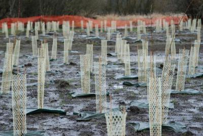 tree planting