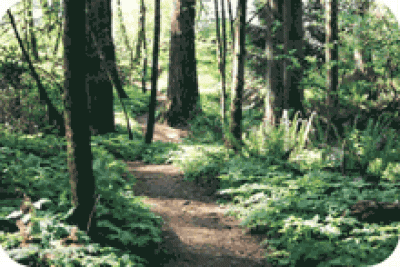 Memorial Park - Forested Area