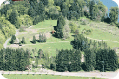 Memorial Park - Meadow Area