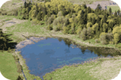 lake with trees