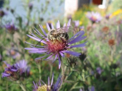 Bee seeking pollen from a flower.