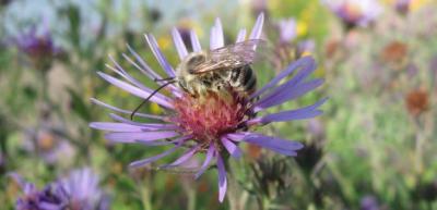 bee on a great northern aster