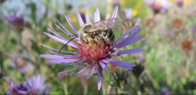Bee pollinating flower
