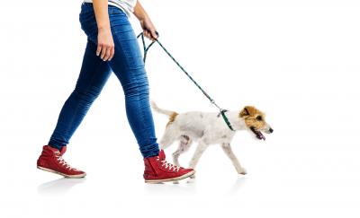dog on leash