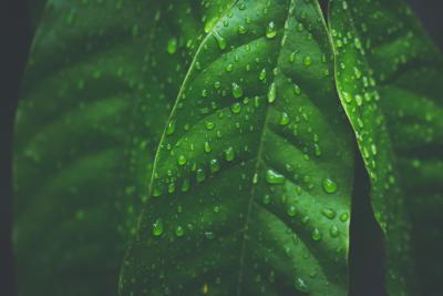 green leaf