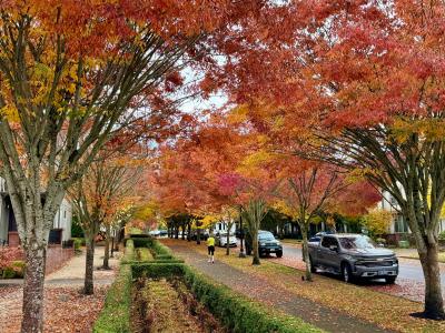 An image of a neighborhood street with trees in fall foliage