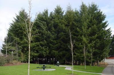 Locklear Grove