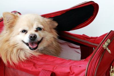 Dog in duffel, representing pet preparedness
