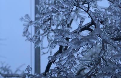 ice accumulation on a tree