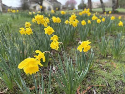 field of daffodils