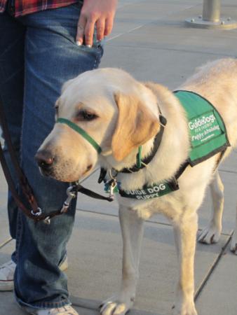 guide dog