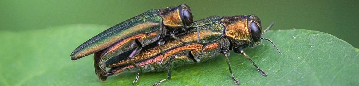 Emerald Ash Borer