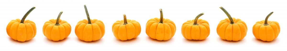 line of pumpkins