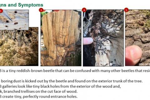 photos showing symptoms of MOB infestation