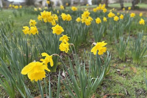 field of daffodils at Park at Merryfield