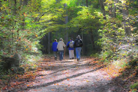 people walking in nature park