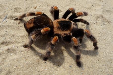 photo of a tarantula