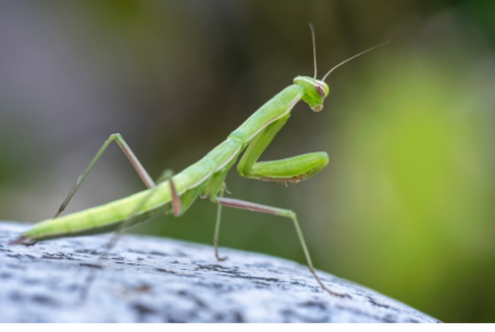 praying mantis