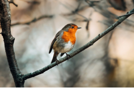 bird on branch