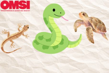 drawings of salamander, snake, and turtle on beige rough paper