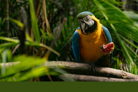 parrot on branch in rainforest