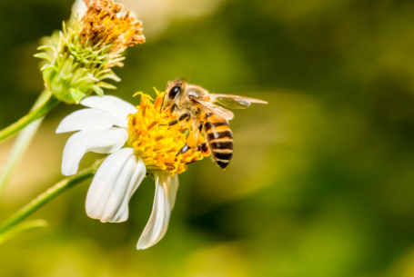 bee on flower