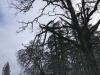 Tree with hanging branches