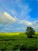 Rainbow over Wilsonville, taken by Ramshi Hamza