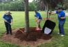 volunteers spreading bark at Memorial Park