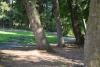 Trees and Sidewalk in Boone Ferry Park